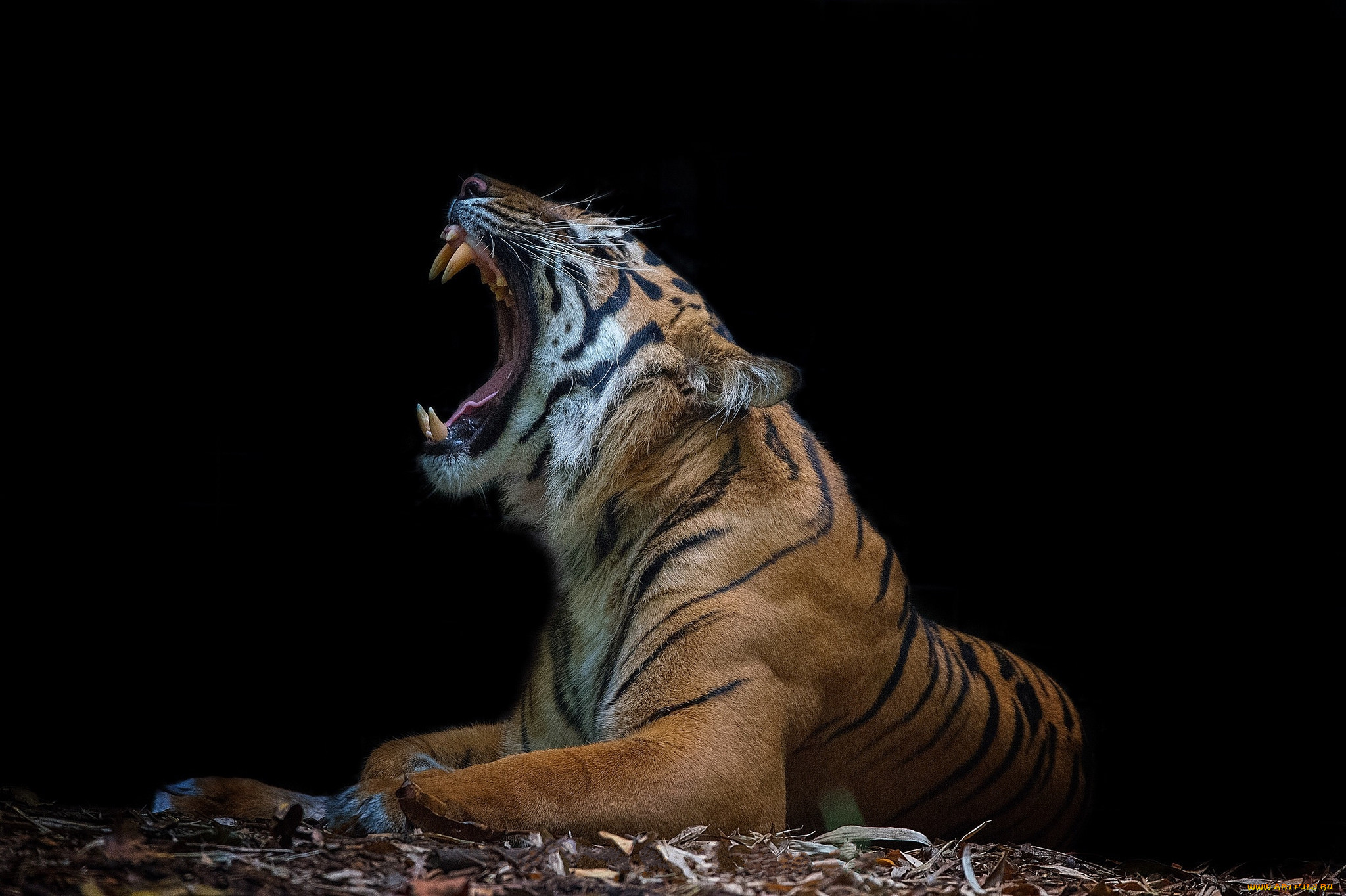 Тигр рычит сбоку